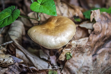 Macro  - Forest - Europe, Romania, Suceava region