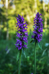 Macro  - Forest - Europe, Romania, Suceava region