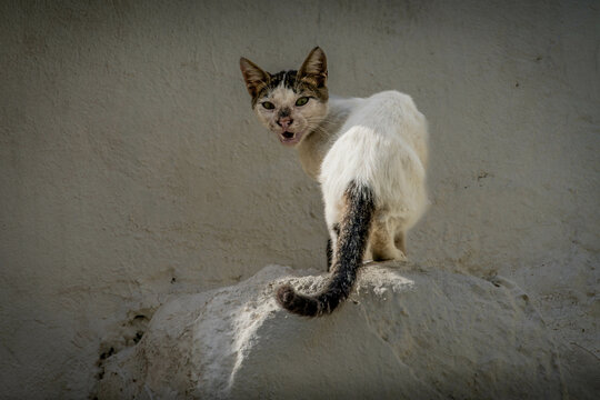 The dirty hungry stray cat on the streets of Arabian Jeddah in Saudi Arabia.
