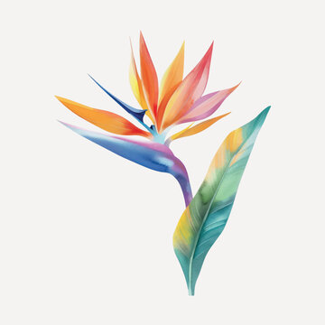 Vibrant tropical bird-of-paradise flower