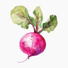 Vibrant watercolor radish illustration