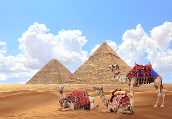 Camels in a colorful horse-clothes resting on the sand near to pyramids, Giza, Cairo, Egypt. Famous...