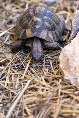 Testudo horsfieldii. Agrionemys horsfieldii. Turtle on the ground. Plant-eating reptile.  A herbivorous reptile. Testudinidae. Testudo