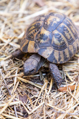 Testudo horsfieldii. Agrionemys horsfieldii. Turtle on the ground. Plant-eating reptile.  A herbivorous reptile. Testudinidae. Testudo