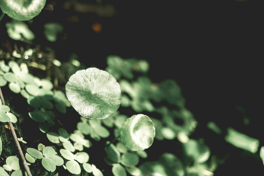 popular flower in many countries around the world. Nymphaeaceae grow wild in many rural areas. If the Nymphaeaceae is considered a symbol of beauty, an image representing the Vietnamese people,the Nym
