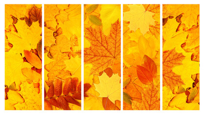 Set of vertical or horizontal nature banner with autumn leaf. Collection of fall backdrop with yellow and red autumn leaves. Copy space for tex