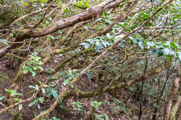 Laurel Park rural de Anaga, Tenerife lush greenery, walking paths, recreational area, local flora public park