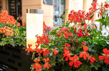 Pelargonium peltatum red flowers, ivy-leaved pelargonium closeup, blooming cascading geranium