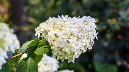 Flower 11