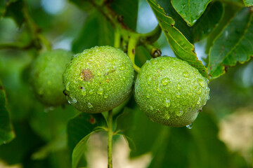 Obraz premium Green young walnuts grow on a tree after the rain. The walnut tree grows waiting to be harvested. Ripe nuts.