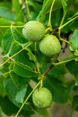 Green young walnuts grow on a tree after the rain. The walnut tree grows waiting to be harvested. Ripe nuts.