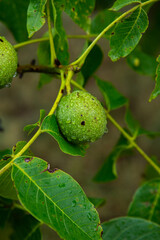 Green young walnuts grow on a tree after the rain. The walnut tree grows waiting to be harvested. Ripe nuts.