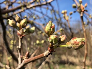 Spring Blossoms: The Beauty of a Pear Tree in Full Bloom - ar 4:3