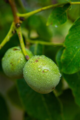 Green young walnuts grow on a tree after the rain. The walnut tree grows waiting to be harvested. Ripe nuts.