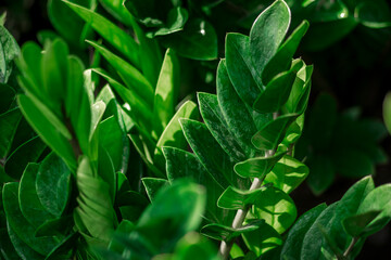  toxic gases.The stems and leaves of the Zamioculcas zamiifolia contain many calcium oxalate crystals,leaves. Zamioculcas zamiifolia Depending on the quantity needed, you can choose different propagat