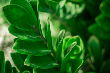 Obraz premium toxic gases.The stems and leaves of the Zamioculcas zamiifolia contain many calcium oxalate crystals,leaves. Zamioculcas zamiifolia Depending on the quantity needed, you can choose different propagat