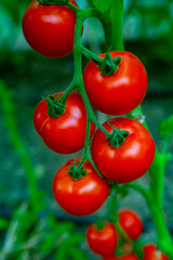 Red tomatoes on a branch in a greenhouse. Farm for growing vegetables. Eco plantation.