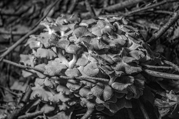 Macro  - Forest - Europe, Romania, Suceava region