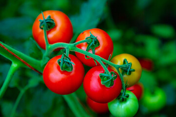 Red tomatoes on a branch in a greenhouse. Farm for growing vegetables. Eco plantation.