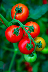 Red tomatoes on a branch in a greenhouse. Farm for growing vegetables. Eco plantation.
