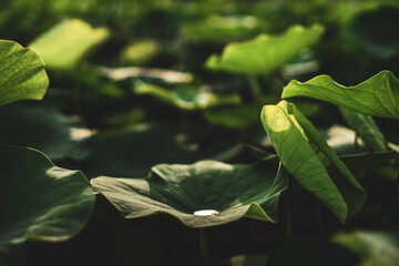 Europe as a Nelumbo nucifera under the patronage of Joseph Banks and Nelumbo nucifera can be...