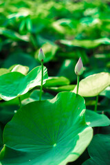 Europe as a Nelumbo nucifera under the patronage of Joseph Banks and Nelumbo nucifera can be seen,can grow horizontal roots up to 3 m.