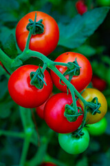 Red tomatoes on a branch in a greenhouse. Farm for growing vegetables. Eco plantation.