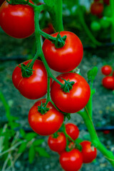 Red tomatoes on a branch in a greenhouse. Farm for growing vegetables. Eco plantation.
