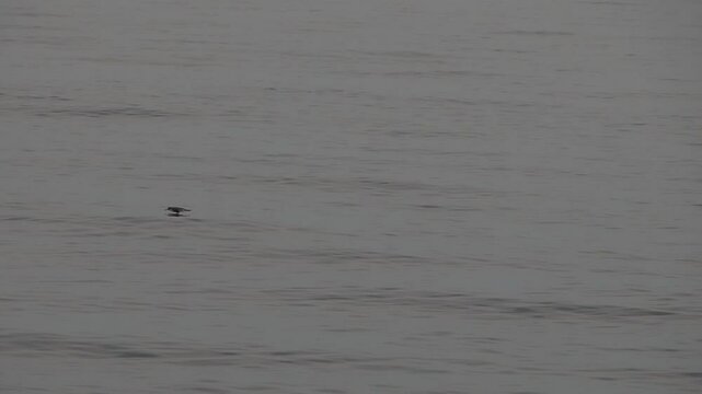 Cory's Shearwater Calonectris diomedea flying on sea surface slow motion