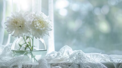 Obraz premium White Chrysanthemum in vase on lace cloth, soft-lit window background, wedding concept with space for text