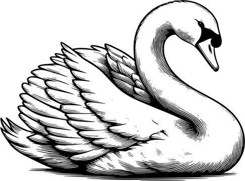 Elegant Swan Line Art, Graceful and stylish swan line art illustration, Ideal for branding, decorative prints, and creative compositions.