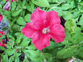 Common garden petunia flower in the summer