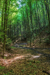 Landscapes -  Forest - Europe, Romania, Suceava region