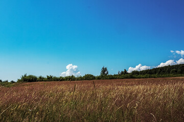 Landscapes -  Forest - Europe, Romania, Suceava region