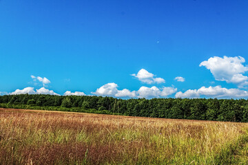 Fototapeta premium Landscapes - Forest - Europe, Romania, Suceava region