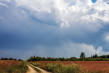 Fototapeta premium Landscapes - Forest - Europe, Romania, Suceava region