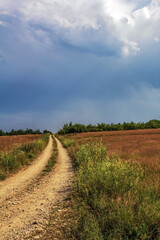 Landscapes -  Forest - Europe, Romania, Suceava region