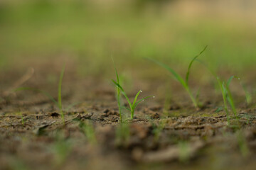 Zoysia Tenuifolia is often used to cover the ground of hills,Zoysia Tenuifolia open spaces, between rocks and around ponds, small needles create a beautiful green carpet.
