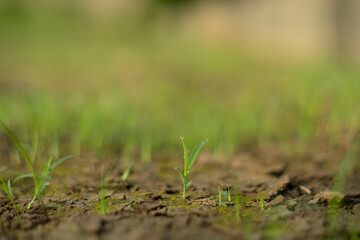 Zoysia Tenuifolia is often used to cover the ground of hills,Zoysia Tenuifolia open spaces, between rocks and around ponds, small needles create a beautiful green carpet.