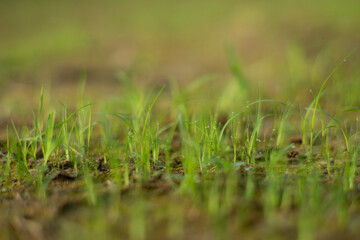 Zoysia Tenuifolia is often used to cover the ground of hills,Zoysia Tenuifolia open spaces, between rocks and around ponds, small needles create a beautiful green carpet.