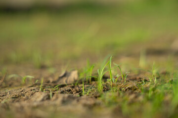 Zoysia Tenuifolia is often used to cover the ground of hills,Zoysia Tenuifolia open spaces, between rocks and around ponds, small needles create a beautiful green carpet.