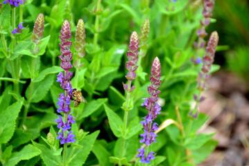 Blooming macro lupine flower. Violet spring and summer flower