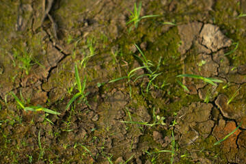 Zoysia Tenuifolia grow in small clusters, in the form of flowers about 2-3 cm long, each flower of Zoysia Tenuifolia has 8-10 flowers. Not suitable for planting 