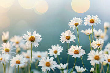 Fototapeta premium Close-up view of beautiful white daisies against a dreamy, blurred background with bokeh effect, creating a serene and fresh atmosphere.