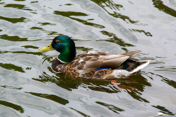 Image of an animal a wild drake and a duck sail on a pond
