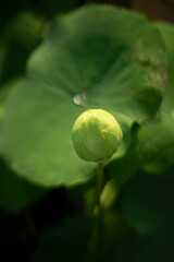  largest flowers Nelumbo nucifera can be up to 20 cm in diameter. along the banks of the Nile River...
