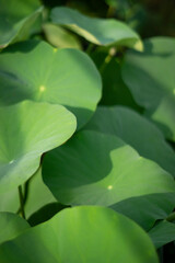  the lotus genus. In ancient times Nelumbo nucifera was a common plant growing along the banks,Nelumbo nucifera float right on the water surface. Old stems have many small thorns