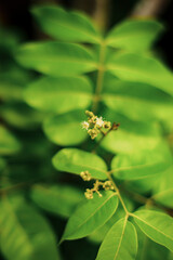 Fototapeta premium stomach pain and chronic gastritis. Malus domesticus To do that, you need to peel the Malus domesticus, then puree Malus domesticus and eat this fresh apple powder in the morning on an empty