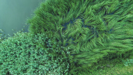 Dense green marshland with tall reeds