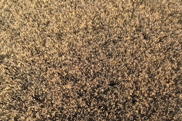 Ears of wheat ripening in a sunlit rural field